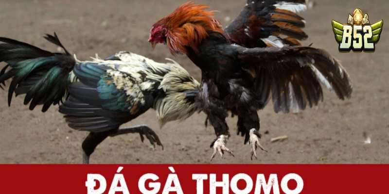 Đá gà Thomo là gì?
