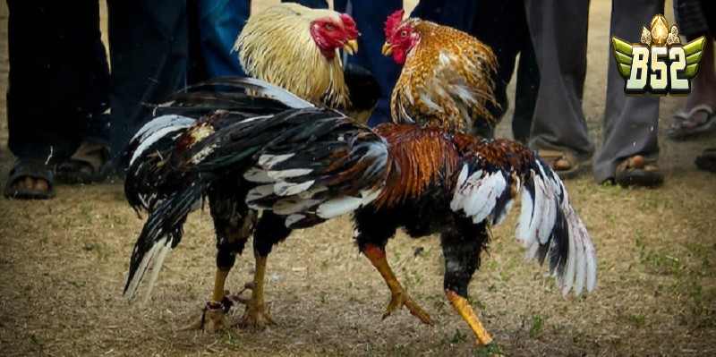 Ưu điểm vượt trội của đá gà Thomo hôm nay