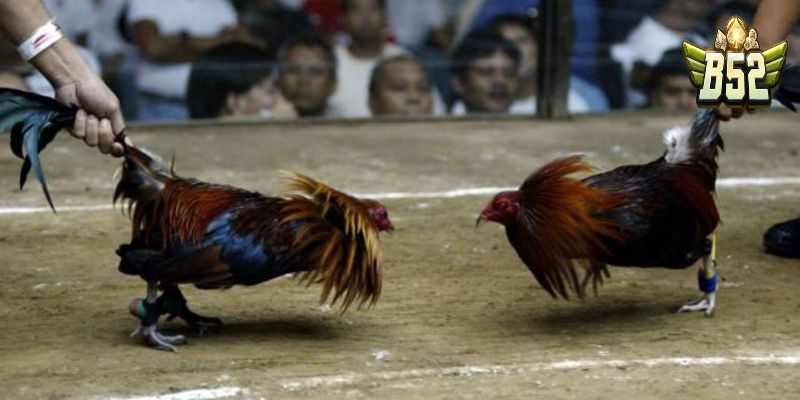 Đăng ký tài khoản đá gà Thomo ở đâu?