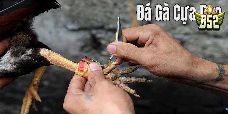 Đá gà Thomo cựa dao là gì?