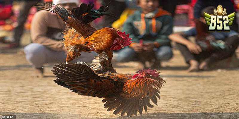 Đá gà cựa đá gà Thomo là gì?