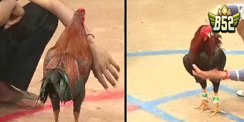 Đá gà Thomo ăn tiền là gì?