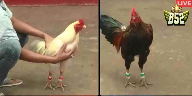 Kinh nghiệm chơi đá gà thomo gà tre