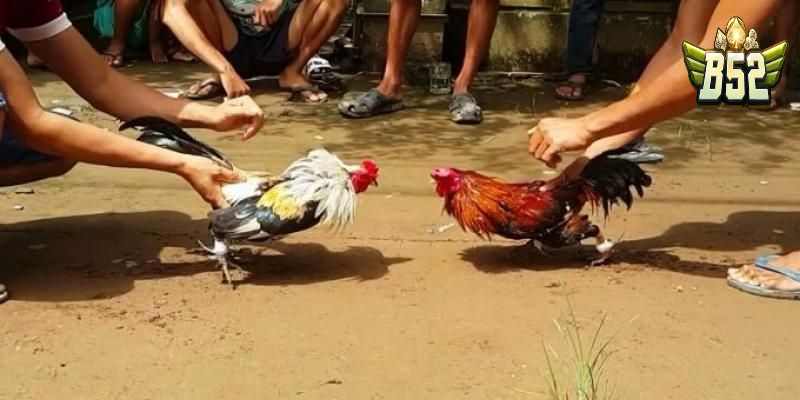 Đá gà thomo gà tre là gì?
