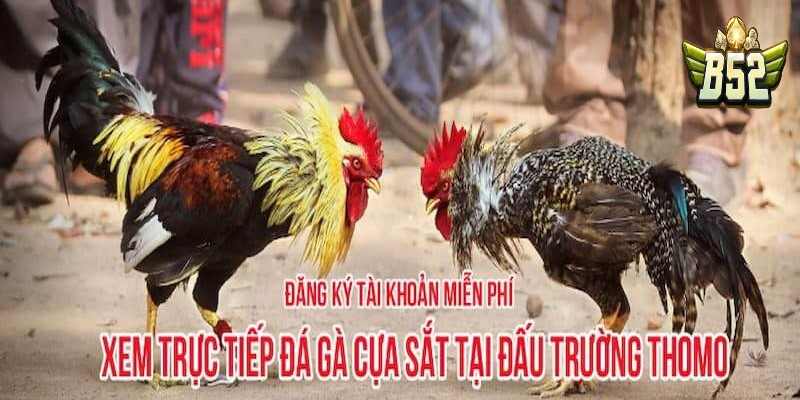 Hình thức đá gà Thomo cựa sắt