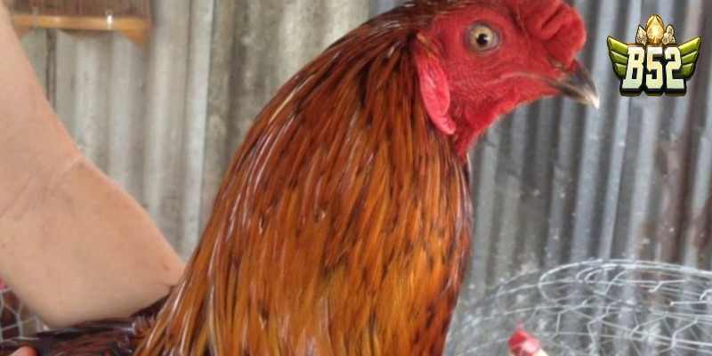 Những điều cần lưu ý khi chăm sóc gà xanh trích để chuẩn bị cho các trận đấu