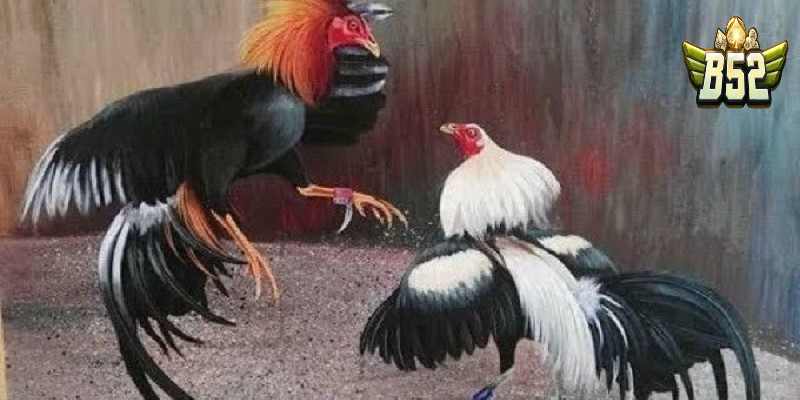 Ưu điểm của đá gà Thomo cựa tròn