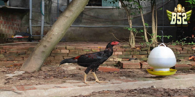 Tìm hiểu qua về gà đòn