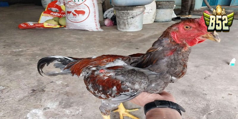 Địa chỉ cung cấp gà đòn nổi tiếng hiện nay