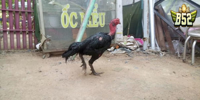 Những tiêu chí lựa chọn địa chỉ bán gà đòn chất lượng