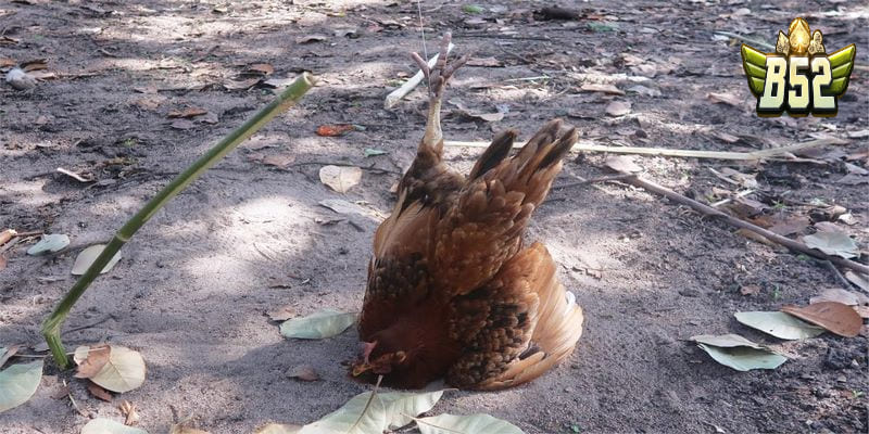 Cách làm bẫy gà đơn giản hiệu quả