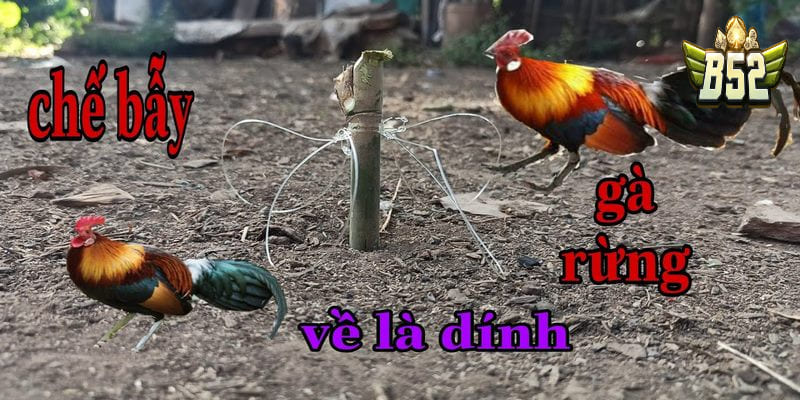 Hướng dẫn bẫy gà bằng gà lai