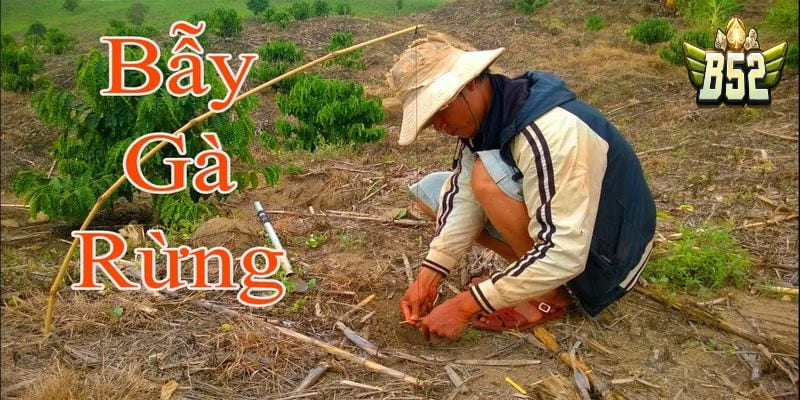 Hướng dẫn cách làm bẫy gà bằng bẫy giò