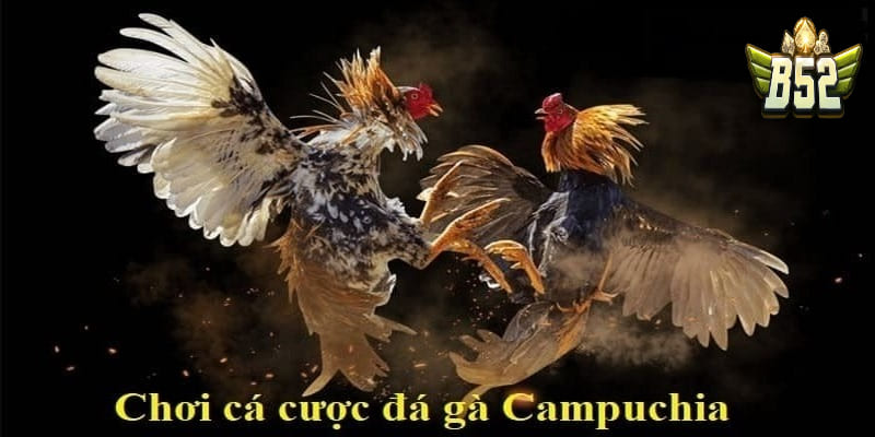 Điểm hấp dẫn của Đá gà Campuchia hôm nay mới nhất 