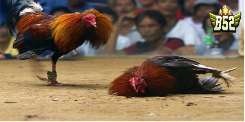 Kinh nghiệm đá gà mới nếu muốn thắng cược