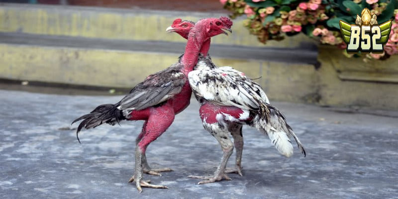 Giới thiệu về đá gà nòi trực tiếp