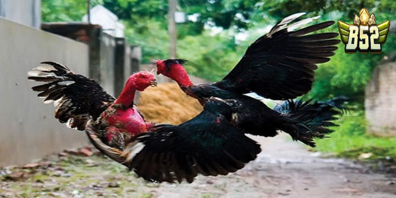 Giữ vững tâm lý khi cược đá gà nòi trực tiếp