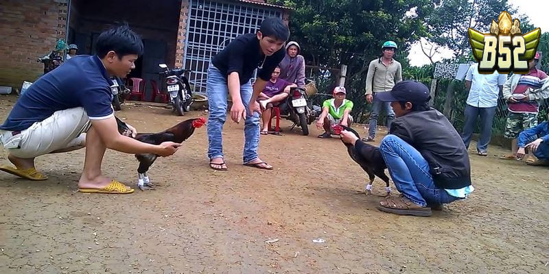 Bật mí kinh nghiệm đá gà miền Tây từ cao thủ 