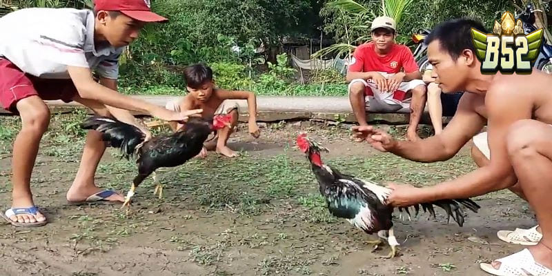 Tìm hiểu đá gà tre miền Tây là gì 