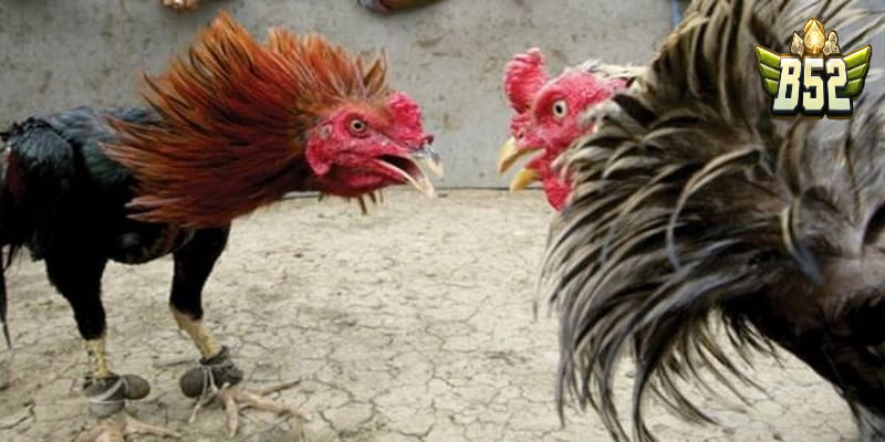 Giới thiệu về đá gà trực tuyến
