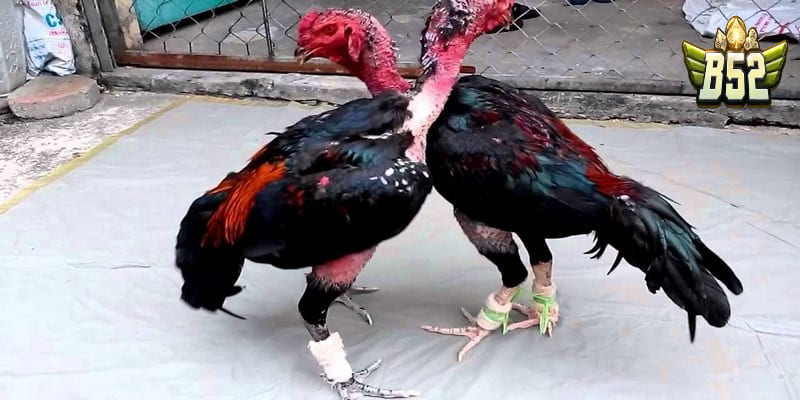 Bí quyết chơi gà chọi nhau luôn thắng