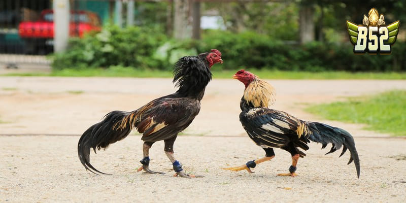 Kinh nghiệm chơi gà chọi nhau luôn thắng