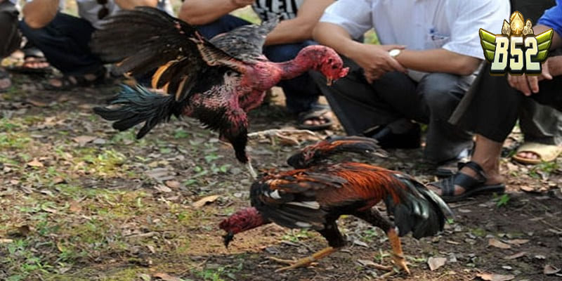 Phân biệt gà cựa và gà đá đòn