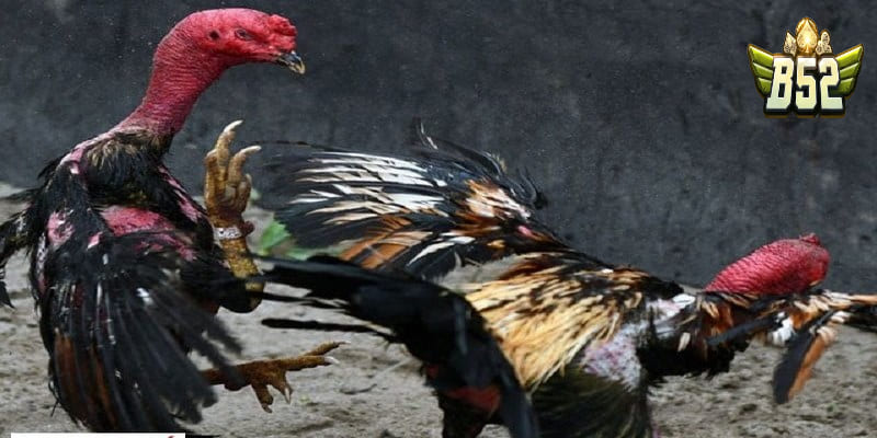 Tuyệt chiêu chọn gà đá đòn tốt nhất