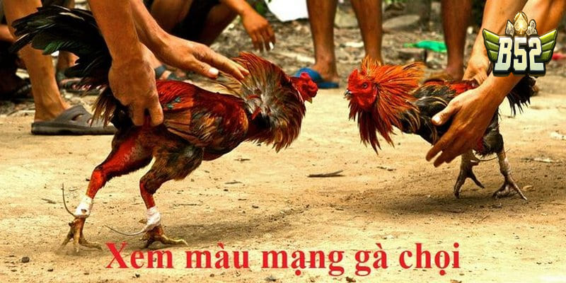 Cách xem màu mạng gà đá ngày mai chuẩn