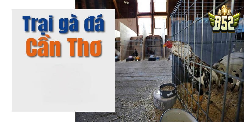 Cách chọn gà tre chuẩn nhất tại trại gà tre Cần Thơ