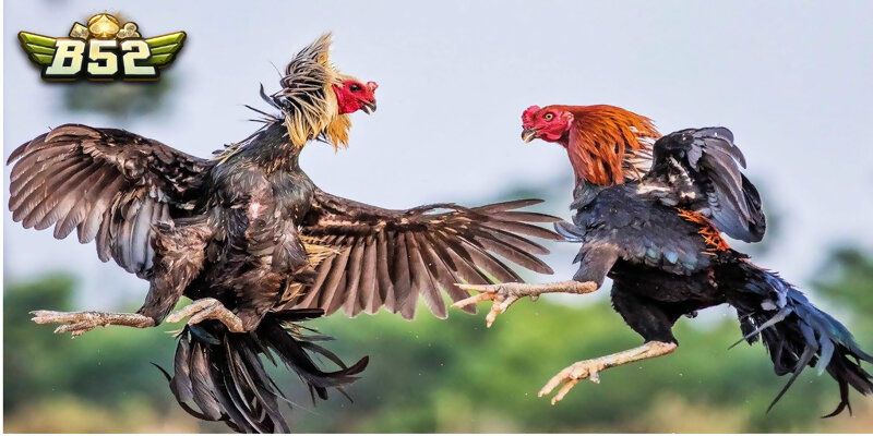 Các tuyệt chiêu chọn gà đá là gì?